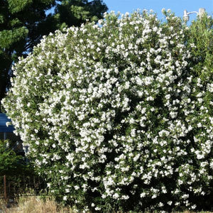 White Oleander - Nature Hills Nursery - #1 Container - 