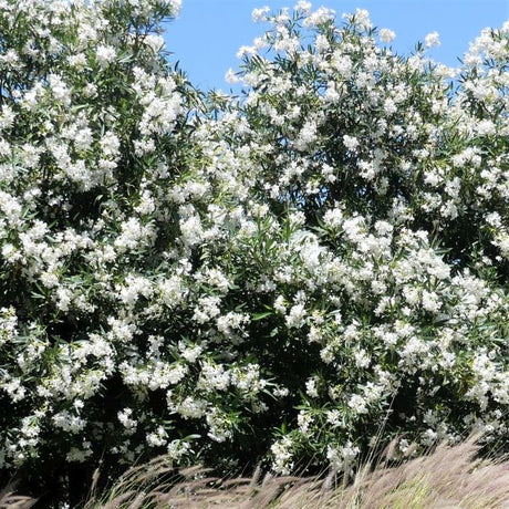 White Oleander - Nature Hills Nursery - #1 Container - 