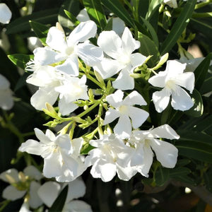 White Oleander - Nature Hills Nursery - #1 Container - 