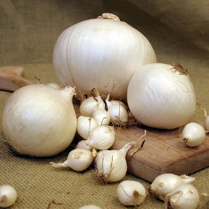White Onions - Nature Hills Nursery - 250 Pack Bulbs - 