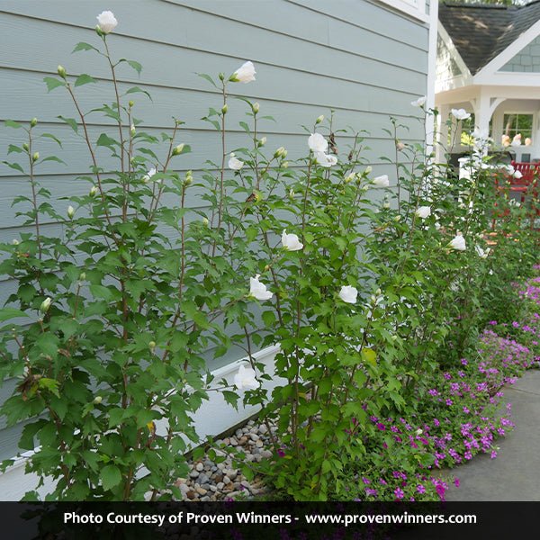 Proven Winners&reg; Color Choice&reg; White Pillar&reg; Rose of Sharon
