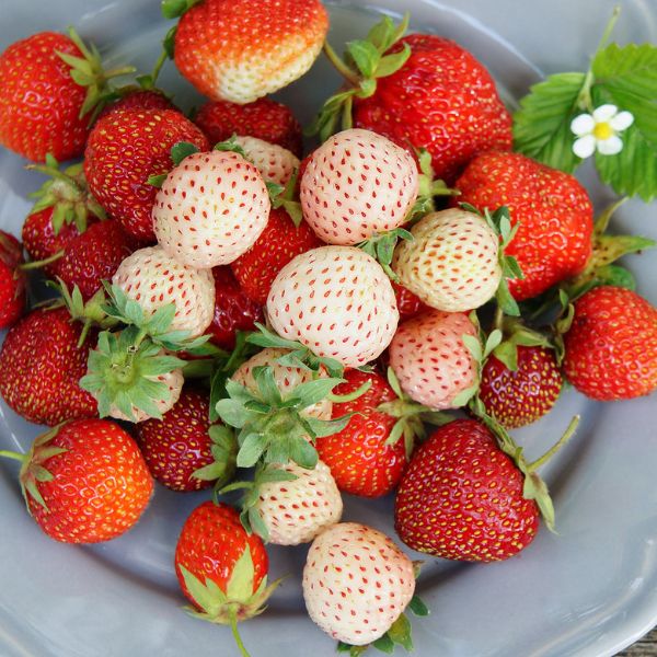 White Pineberry Plant