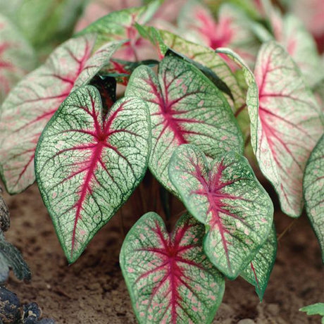 White Queen Caladiums - Perennial - Nature Hills Nursery - 6 Pack Bulbs - 