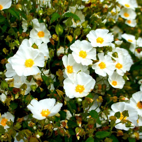 White Rock Rose - Nature Hills Nursery - #5 Container - 