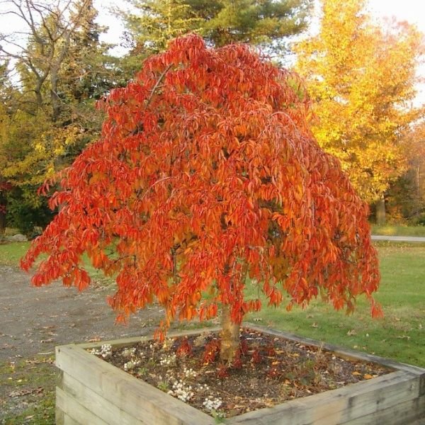 can you plant a weeping cherry tree in a pot Snow Fountain® Weeping Cherry Tree