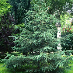 Above Grade Tree Best Trees for High Altitude Zones 2 & 3