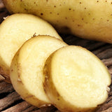 White Superior Potato - Nature Hills Nursery - 12 Pack Bareroot - 