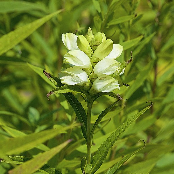 White Turtlehead (Chelone glabra), a perennial featuring white flowers and perennial.