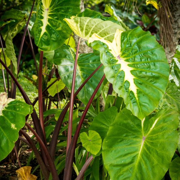 White Lava Elephant Ears