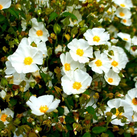 white rock rose flowers