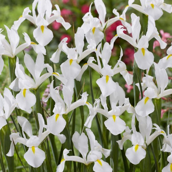 White Van Vliet Dutch Iris Blooms