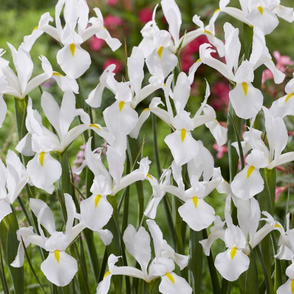 White Van Vliet Dutch Iris