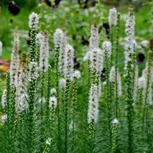 White Gayfeather (Liatris spicata 'Alba'), a perennial featuring white flowers and perennial.