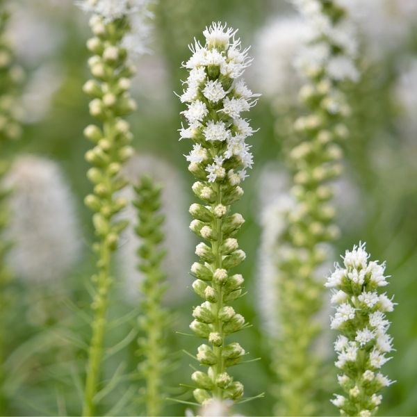 Perennial foliage of White Gayfeather (Liatris spicata 'Alba') in a garden setting.