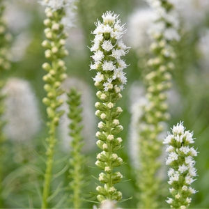 Perennial foliage of White Gayfeather (Liatris spicata 'Alba') in a garden setting.