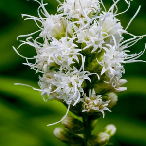 Close-up of white liatris flowers on White Gayfeather blooming in early summer to late summer.