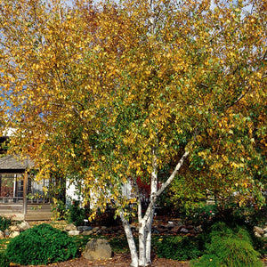 Whitespire Birch