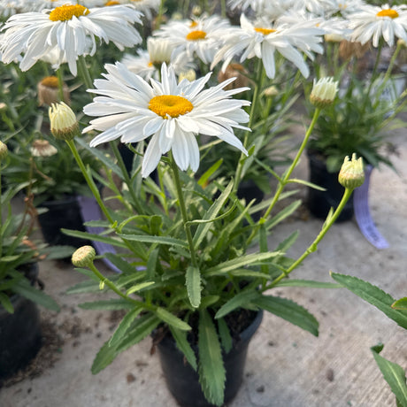 A 'Whoops-a-Daisy' Shasta Daisy with a prominent white flower, yellow