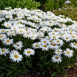 Whoops - A - Daisy Shasta Daisy - Nature Hills Nursery - #1 Container - 