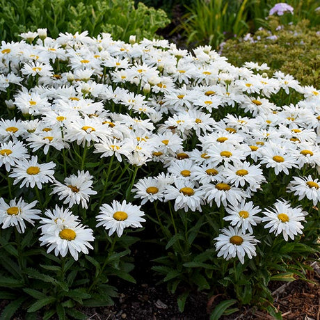 Whoops - A - Daisy Shasta Daisy - Nature Hills Nursery - #1 Container - 