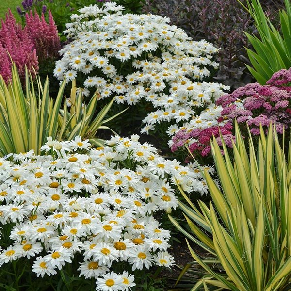 Whoops - A - Daisy Shasta Daisy - Nature Hills Nursery - #1 Container - 