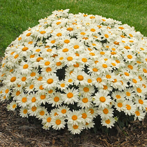Whoops - A - Daisy Shasta Daisy - Nature Hills Nursery - #1 Container - 