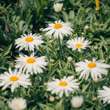 Whoops-a-Daisy Shasta Daisy blooming with bright white petals and golden yellow centers amid lush green foliage.