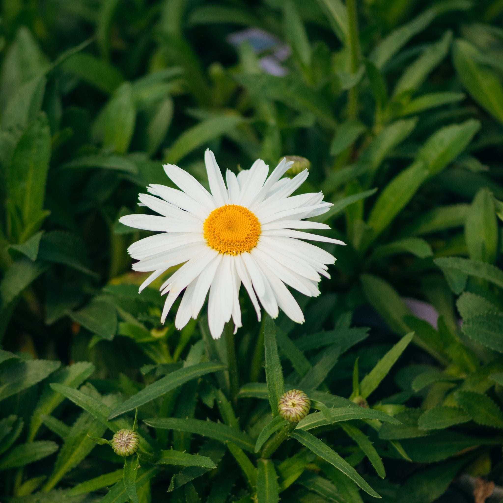 Whoops - A - Daisy Shasta Daisy | Buy at NatureHills.com