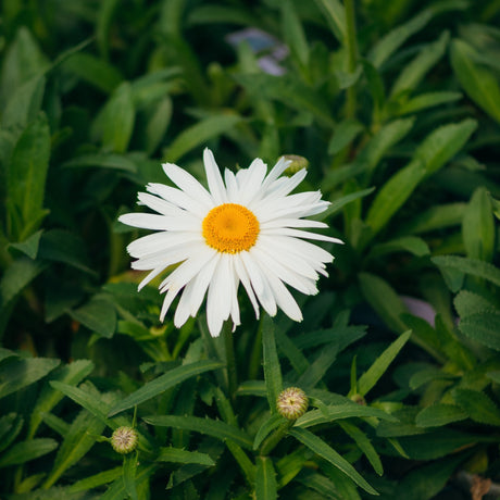 Whoops-a-Daisy Shasta Daisy showing a single white bloom with a bright yellow center surrounded by green foliage and buds.