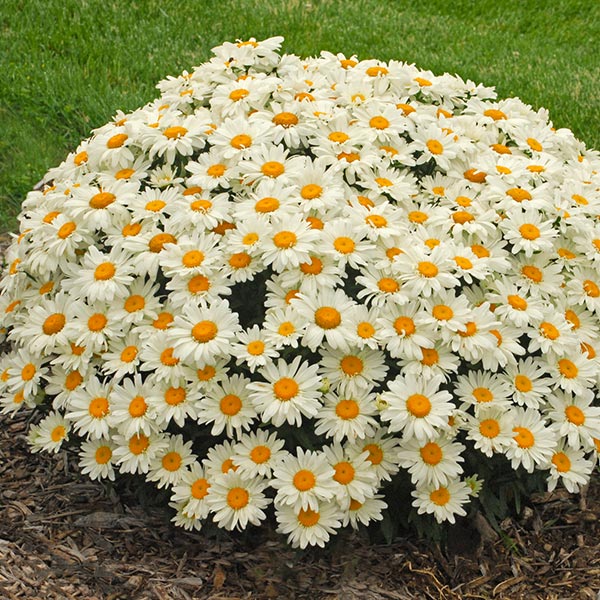 daisy bush plant Whoops - A