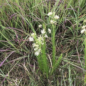 Whorled Milkweed - Nature Hills Nursery - #1 Container - 