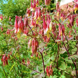 Wild Columbine - Nature Hills Nursery - #1 Container - 