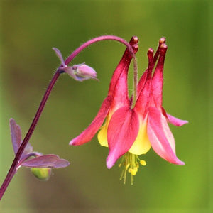 Wild Columbine - Nature Hills Nursery - #1 Container - 