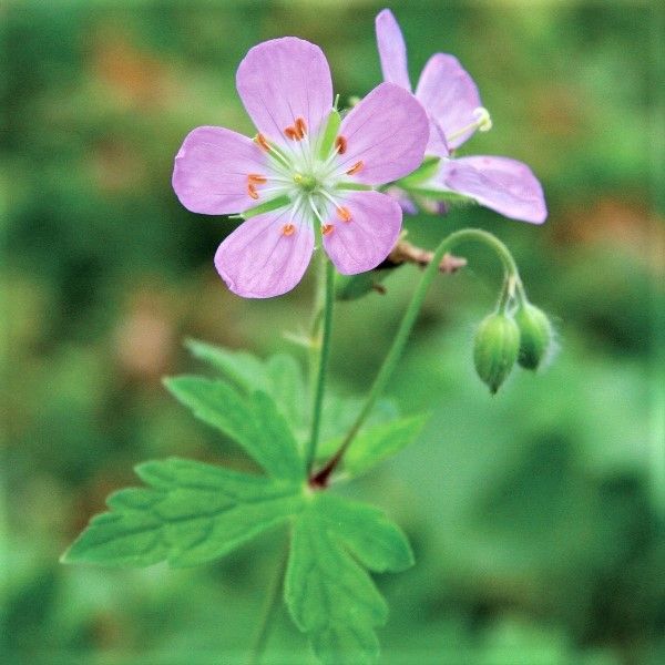 Close-up of purple, pink geranium flowers on Wild Geranium blooming in late spring to early summer.