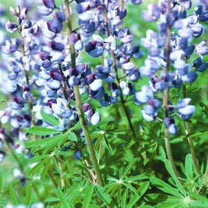 Wild Lupine - Nature Hills Nursery - #1 Container - 