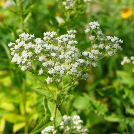 Wild Quinine - Nature Hills Nursery - #1 Container - 