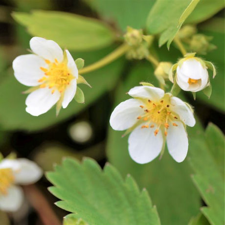 Wild Strawberry Plant - Nature Hills Nursery - 2x2x3 Inch Container 3 Pack - 