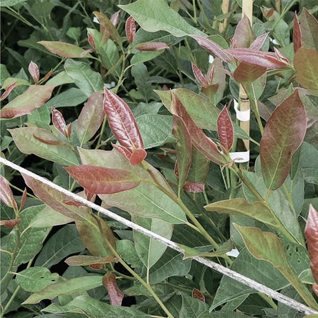 Wildfire Black Gum (Nyssa sylvatica 'Wildfire'), a tree featuring yellow, white flowers and deciduous.