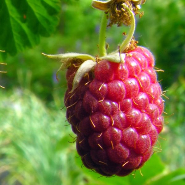 Willamette Raspberry Bush - Nature Hills Nursery - #1 Container - 