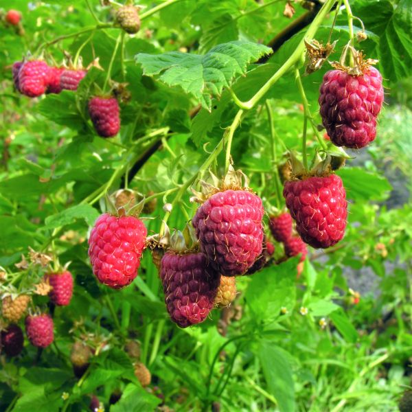 Willamette Raspberry Bush - Nature Hills Nursery - #1 Container - 