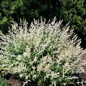 can you plant dappled willow near house Dappled Willow