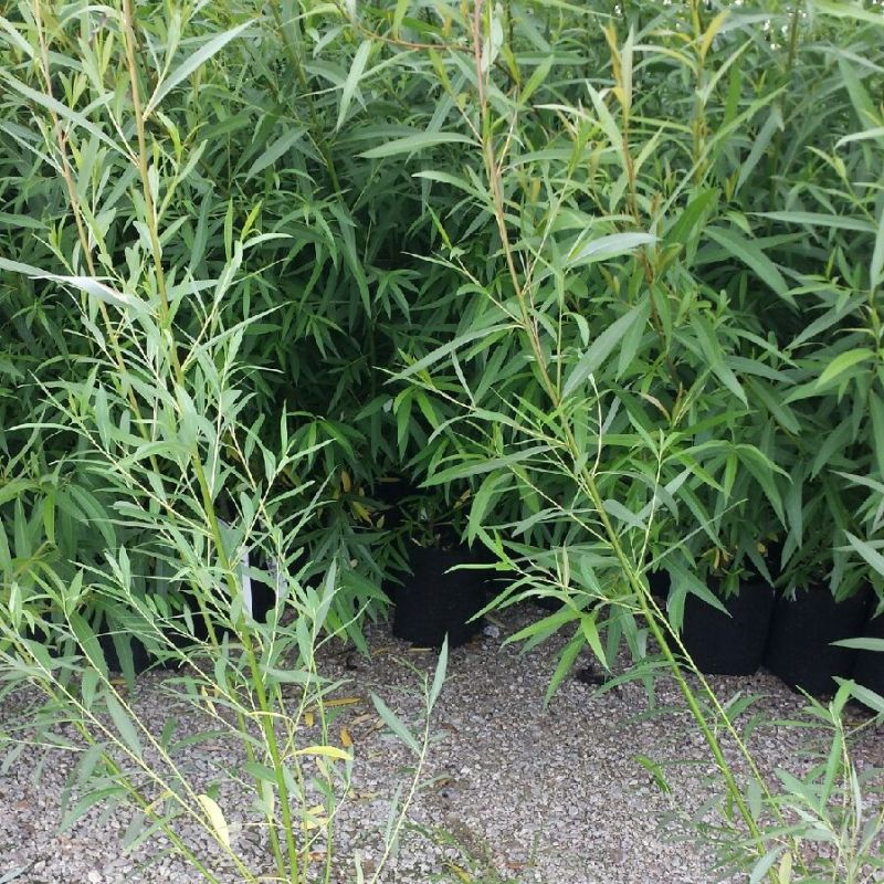 Close-up of yellow salix flowers on Willow Hybrid blooming in early spring.