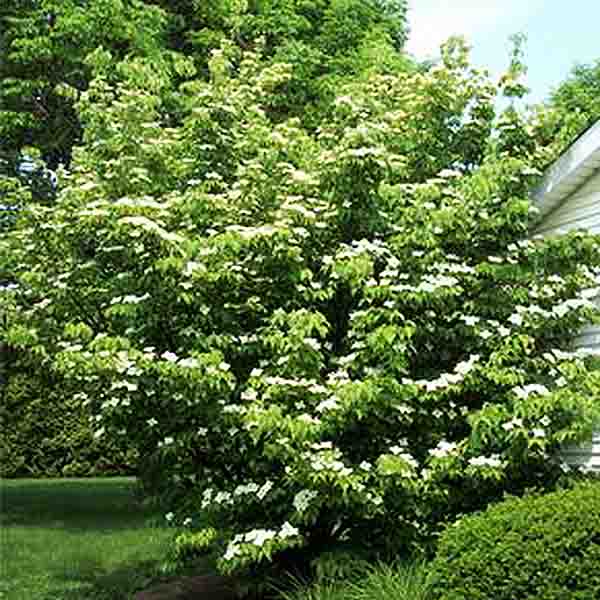 Willoway Select Kousa Dogwood - Nature Hills Nursery - #5 Container - 