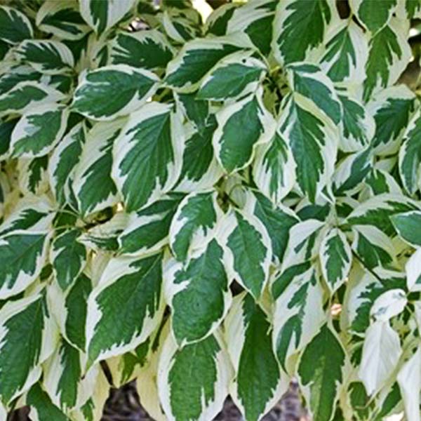 Willoway Variegata 2 Dogwood - Nature Hills Nursery - #7 Container - 