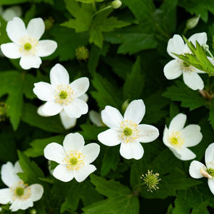Close-up of white anemone flowers on Windflower blooming in late summer to early fall to late fall.