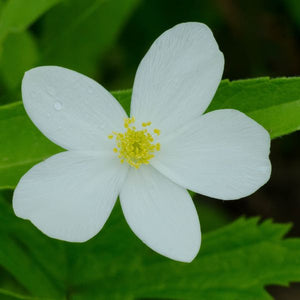 Windflower (Anemone canadensis), a perennial featuring white flowers and perennial.