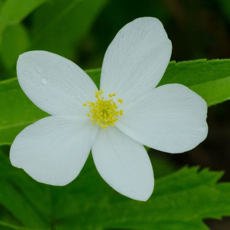Windflower (Anemone canadensis), a perennial featuring white flowers and perennial.