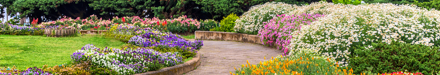 A wide panoramic view of a curved stone walkway in a botanical garden, bordered by dense clusters of purple pansies, white daisies, and orange wildflowers under a blue sky.