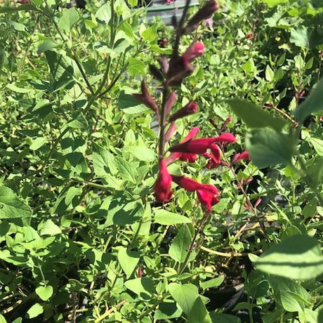 WINDWALKER&reg; Royal Red Salvia - Nature Hills Nursery - #1 Container - 