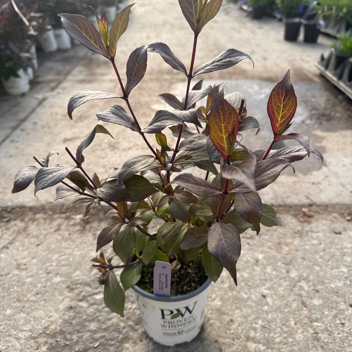 A young 'Wine and Spirits Weigela' plant with dark maroon foliage and new reddish-green leaves in a white Proven Winners container.